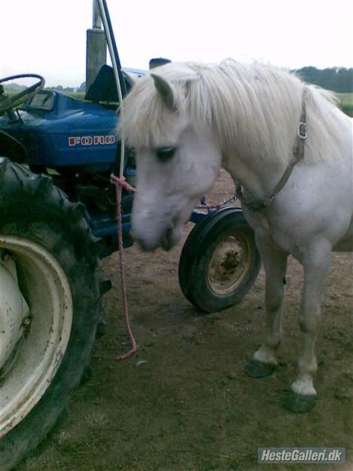 Anden særlig race - Amanda billede 19