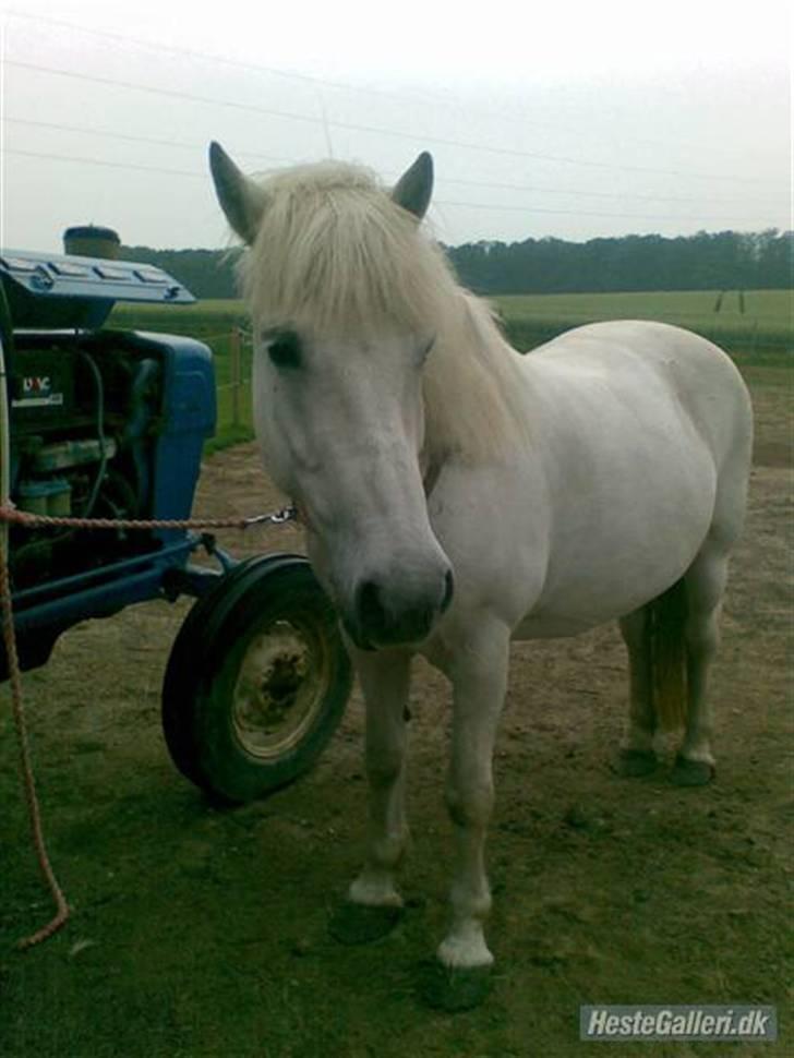 Anden særlig race - Amanda billede 20