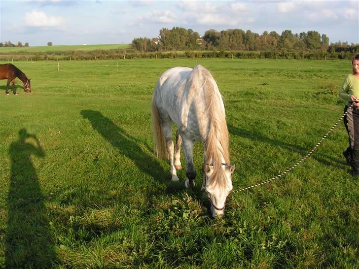 Anden særlig race Bailey *RIP* - 13.Oktober-2006 (ja der er græs endnu).  billede 8