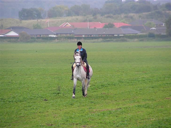 Anden særlig race Bailey *RIP* - 23-September-2007 (super god mark at ride på).  billede 14