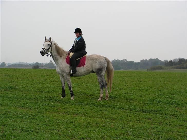 Anden særlig race Bailey *RIP* - 23-September-2007 (super god mark at ride på).  billede 15