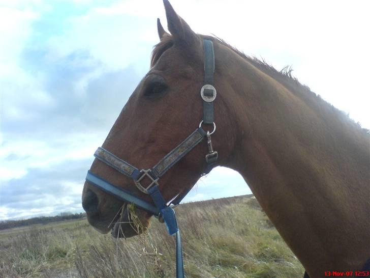 Anden særlig race Yankee billede 5