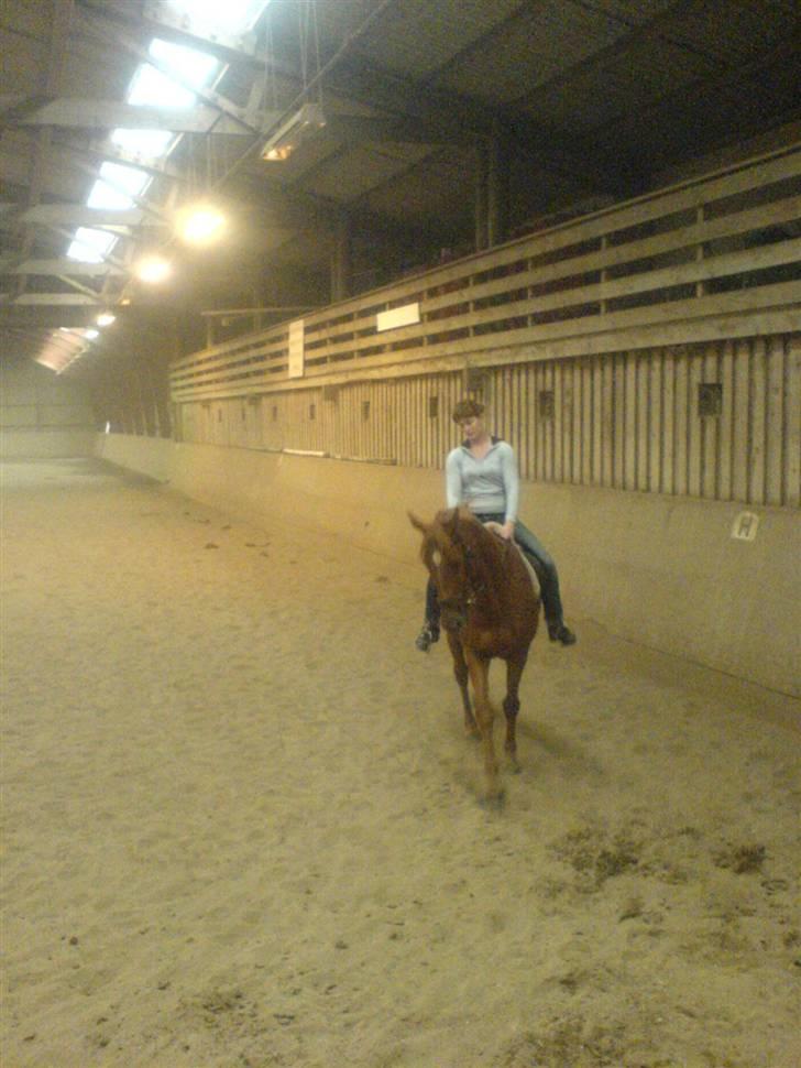 Anden særlig race Yankee - 1. Ridetur billede 6