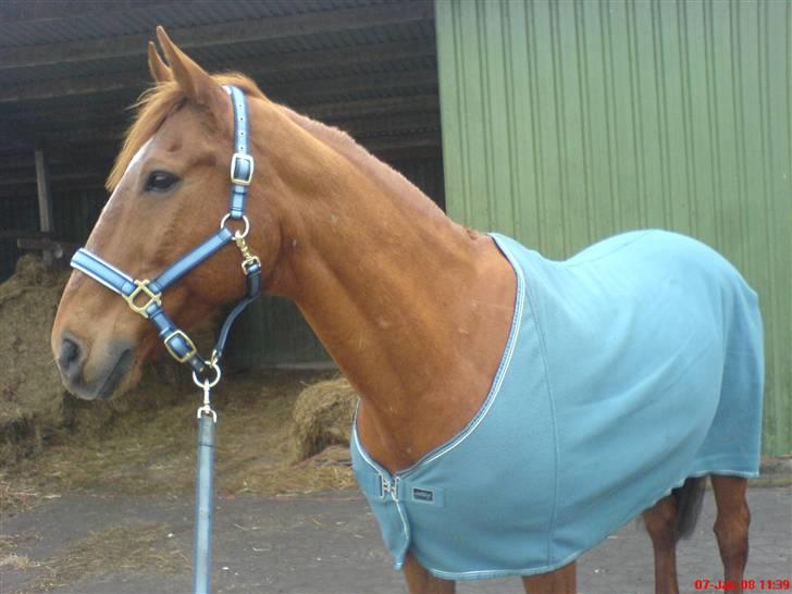 Anden særlig race Yankee billede 8