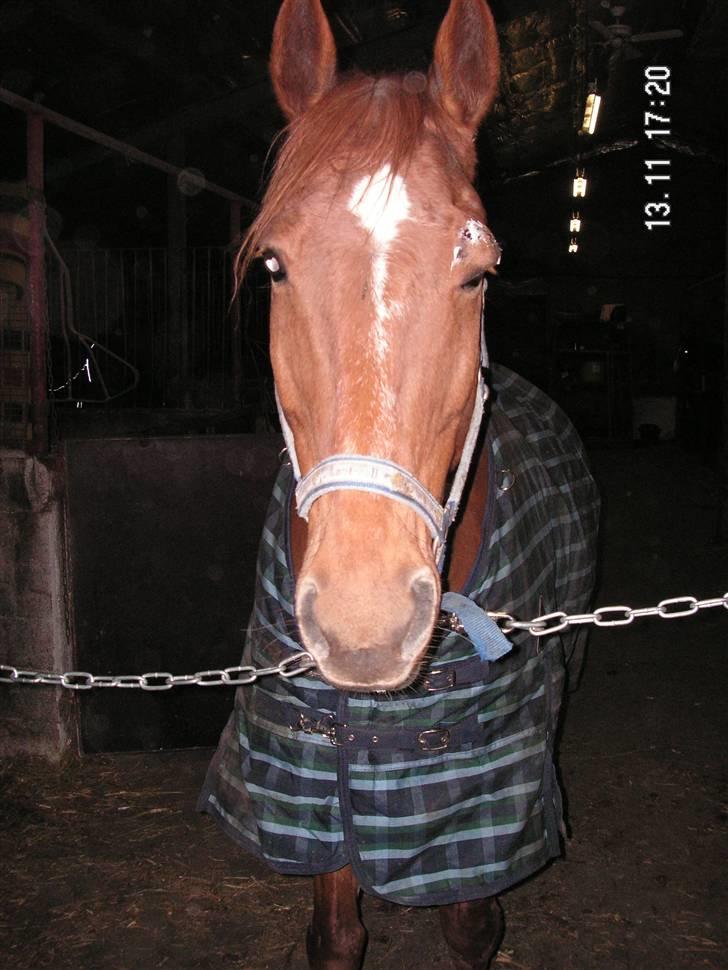 Anden særlig race Yankee - av øje! billede 9