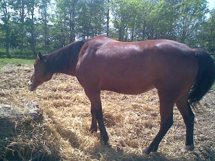 Traver Dear Marika  Himmel hest ( savnet meget) - Halm er godt på en dejlig sommer dag.. billede 14