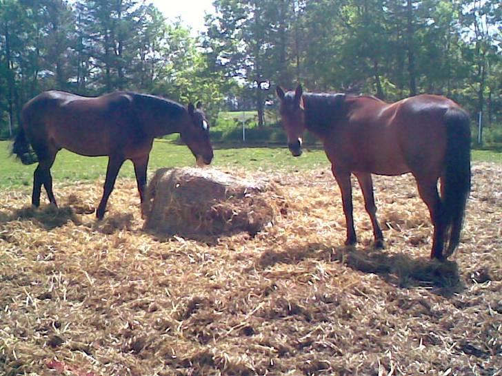 Traver Dear Marika  Himmel hest ( savnet meget) - Marika og charlie nyder halmen sammen billede 15