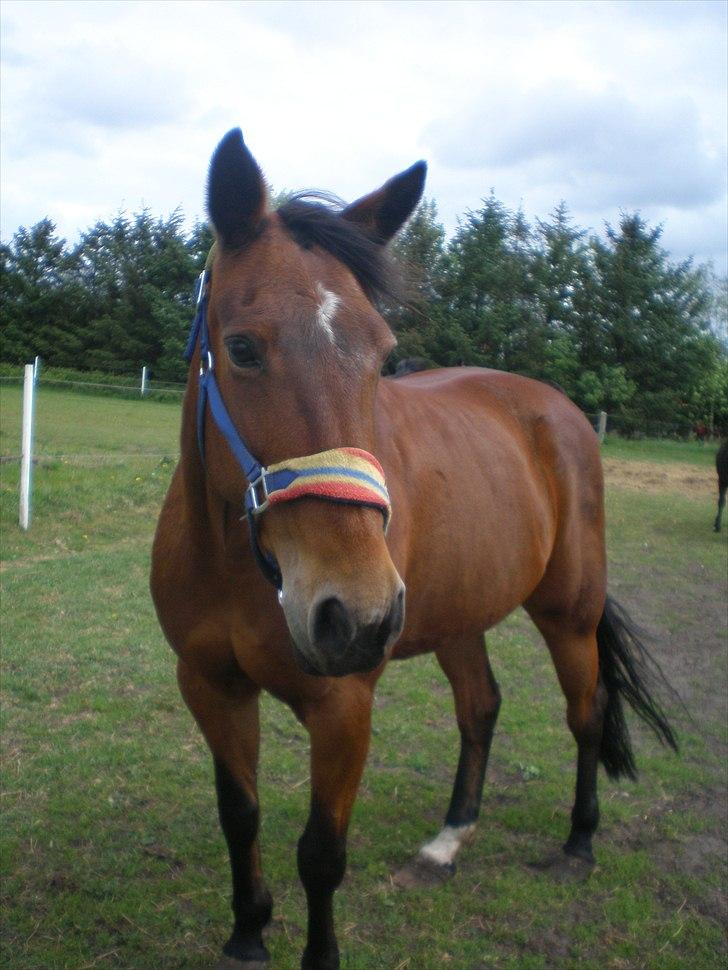 Traver Dear Marika  Himmel hest ( savnet meget) - taget  d. 15-05-11 billede 16