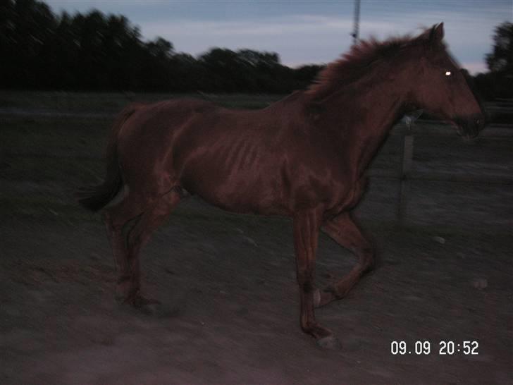 Anden særlig race Yankee billede 11
