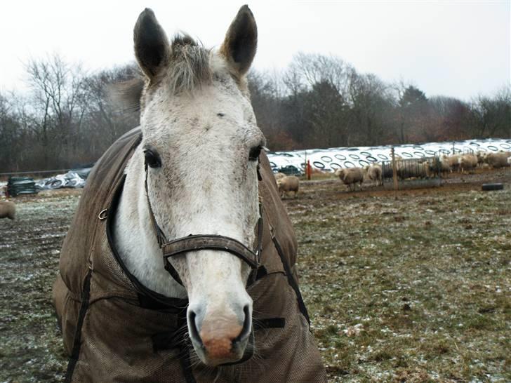 Dansk Varmblod Casina R.I.P. - Casina på fold billede 19