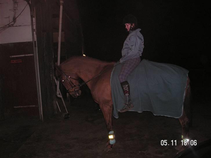 Anden særlig race Yankee billede 12