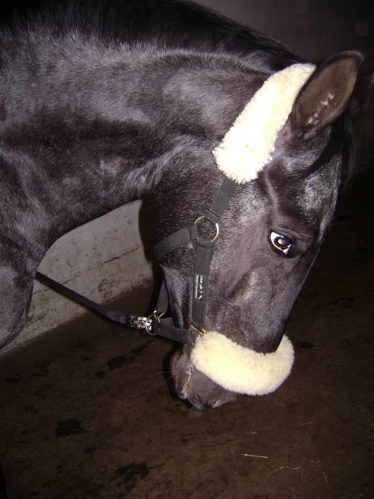 Polsk Varmblod Etos (solgt) billede 12