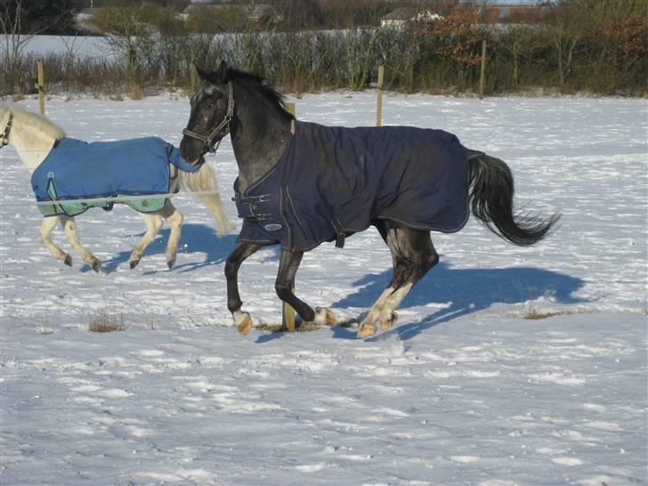 Polsk Varmblod Etos (solgt) billede 13