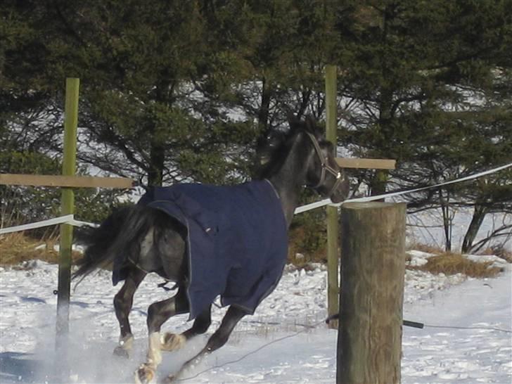 Polsk Varmblod Etos (solgt) billede 14
