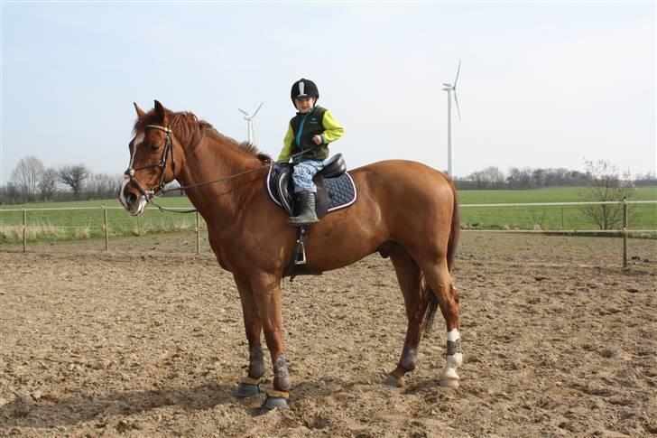 Holstener Le Poul - Det nye stjernepar. Kenni fik lige en lille tur billede 18