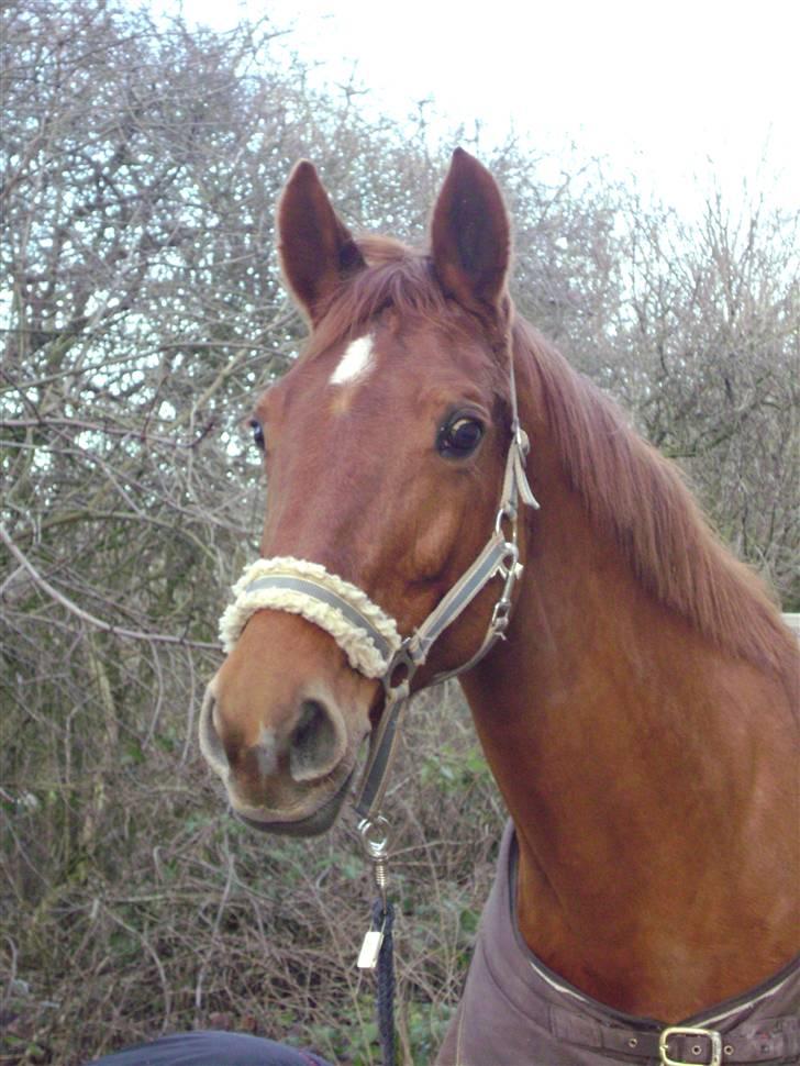 Dansk Varmblod <3*Duvill N*<3  solgt :( - min baby:D<3 billede 18