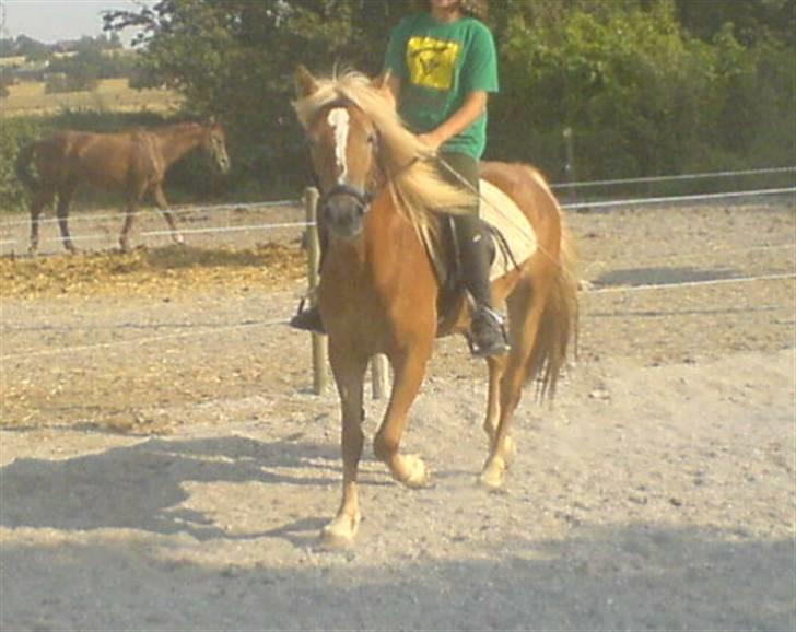 Haflinger Ronja  - da du blev tilredet i sommeren 2007 billede 11