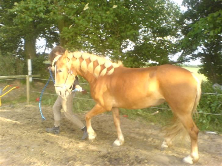 Haflinger Ronja  - Går men Ronja ude på sand banen<33 billede 12