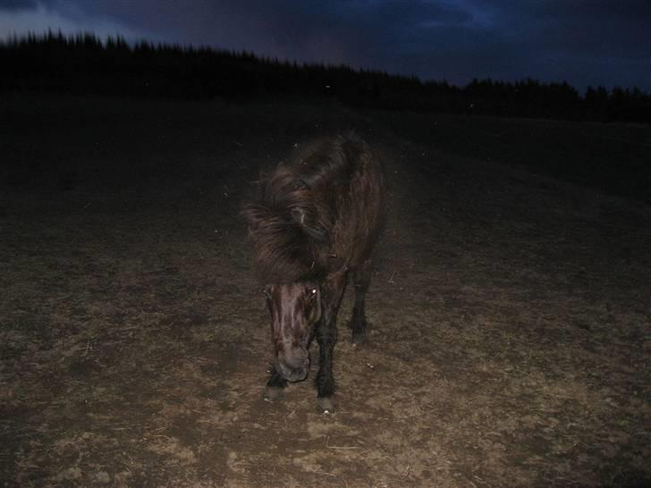 Islænder Kolfaxi - Dejligeste kolfaxi (´: .. efter han har rullet sig? billede 1