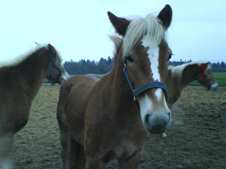 Haflinger Ronja  - på folden. billede 13