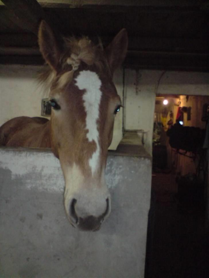 Haflinger Ronja  - i stalden :) billede 14