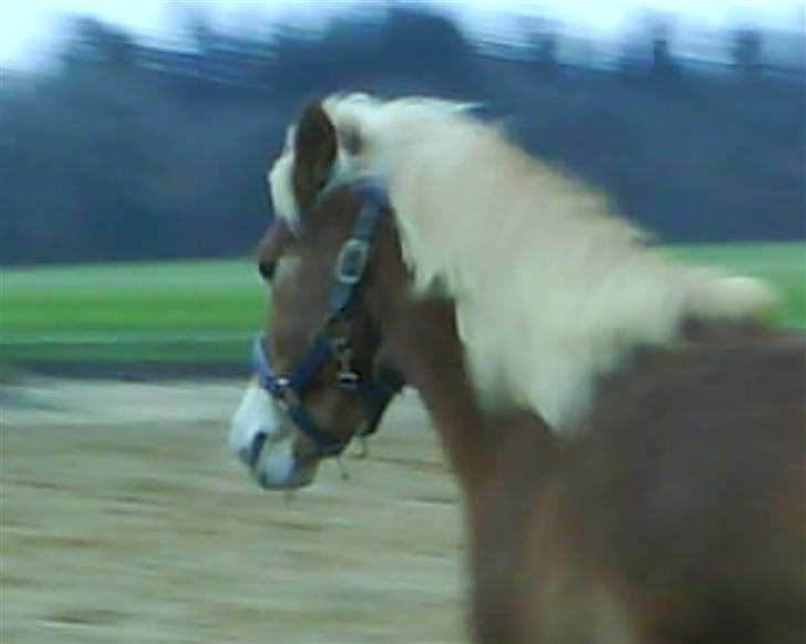 Haflinger Ronja  - ronja<3 billede 15