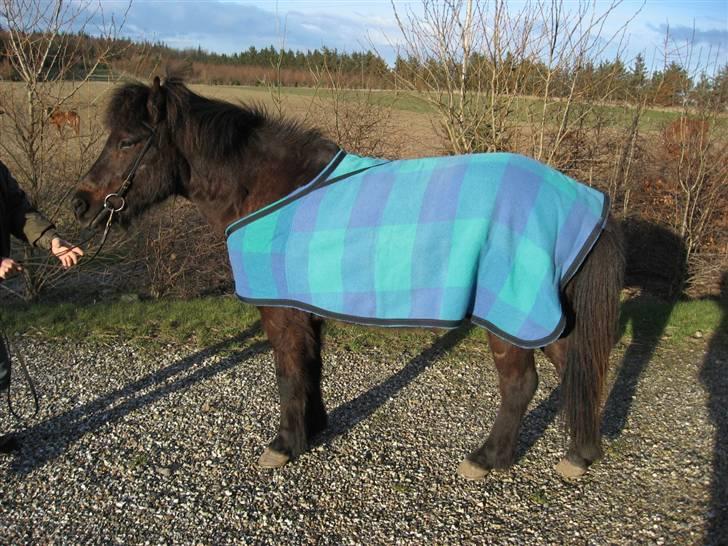 Islænder Kolfaxi - (: .. Kolfaxi med sit dækken, (min mormor har lavet det til ham ) billede 5