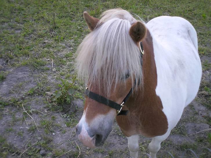 Shetlænder Lusi R.I.P <3 billede 1