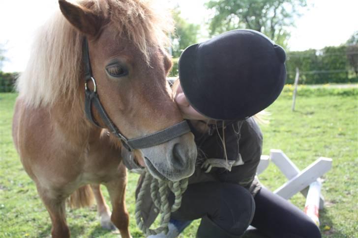 Shetlænder Ma cheval - solgt - Kiss me.. :) billede 7