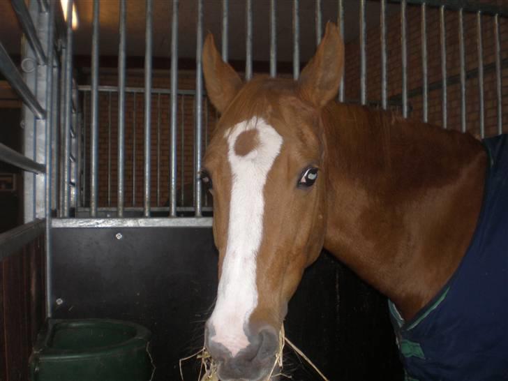 Anden særlig race Sunrise . (SOLGT) - inde i boksen . foto : malene billede 8