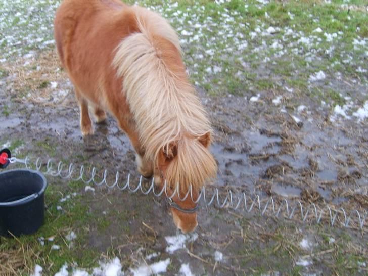 Shetlænder Mosbækmindes Samuel SOLGT billede 7