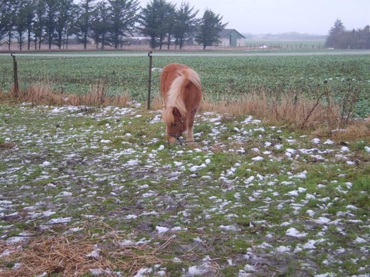 Shetlænder Mosbækmindes Samuel SOLGT billede 8