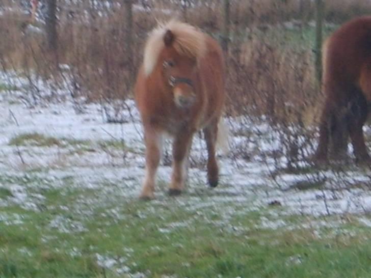 Shetlænder Mosbækmindes Samuel SOLGT billede 9