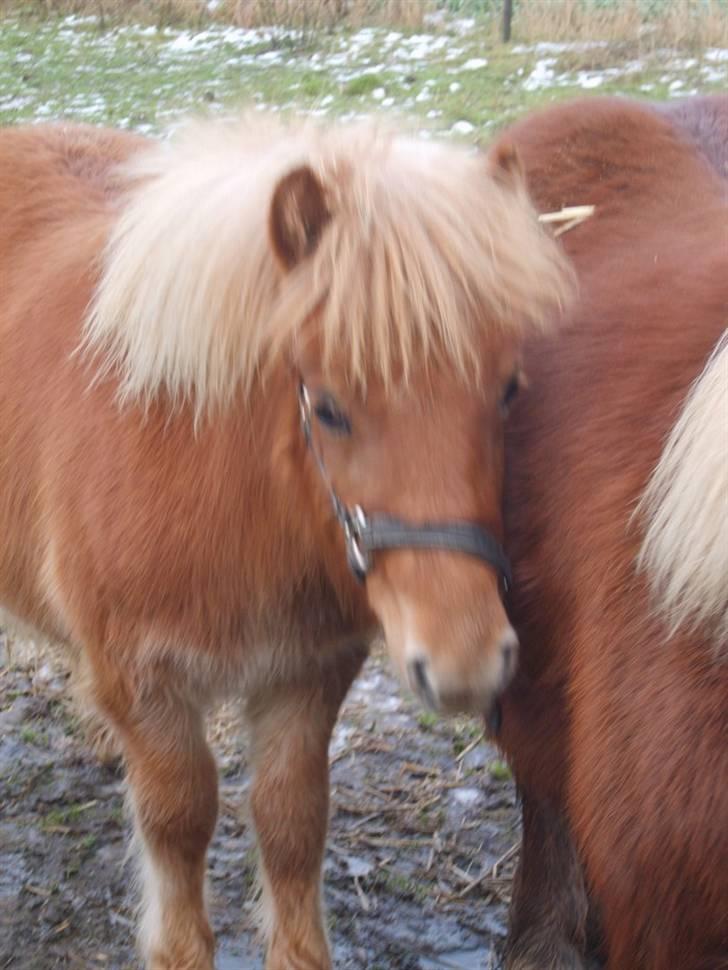 Shetlænder Mosbækmindes Samuel SOLGT billede 10