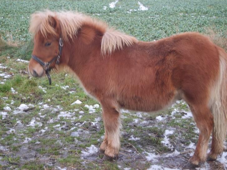 Shetlænder Mosbækmindes Samuel SOLGT billede 11