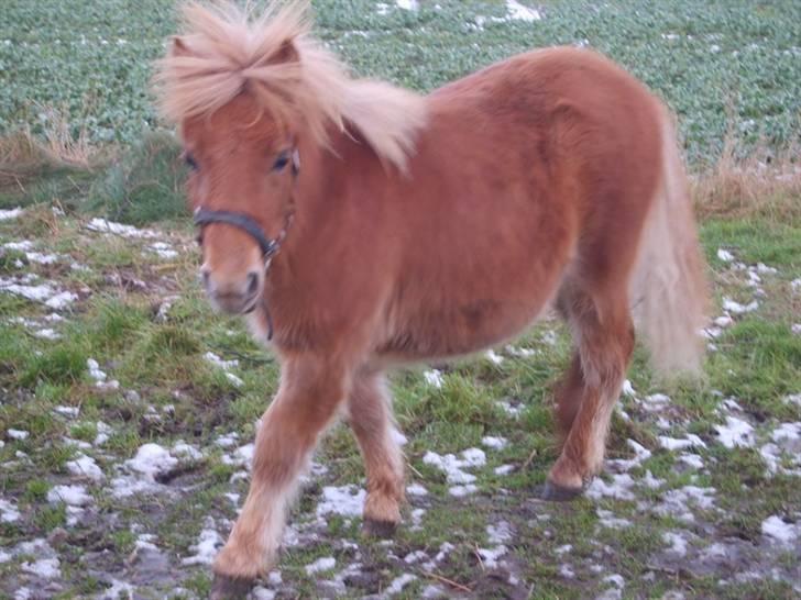 Shetlænder Mosbækmindes Samuel SOLGT billede 12