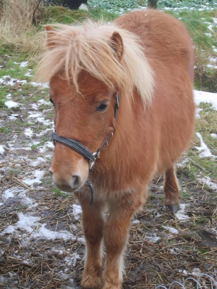 Shetlænder Mosbækmindes Samuel SOLGT billede 13
