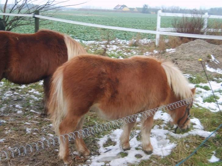 Shetlænder Mosbækmindes Samuel SOLGT billede 15