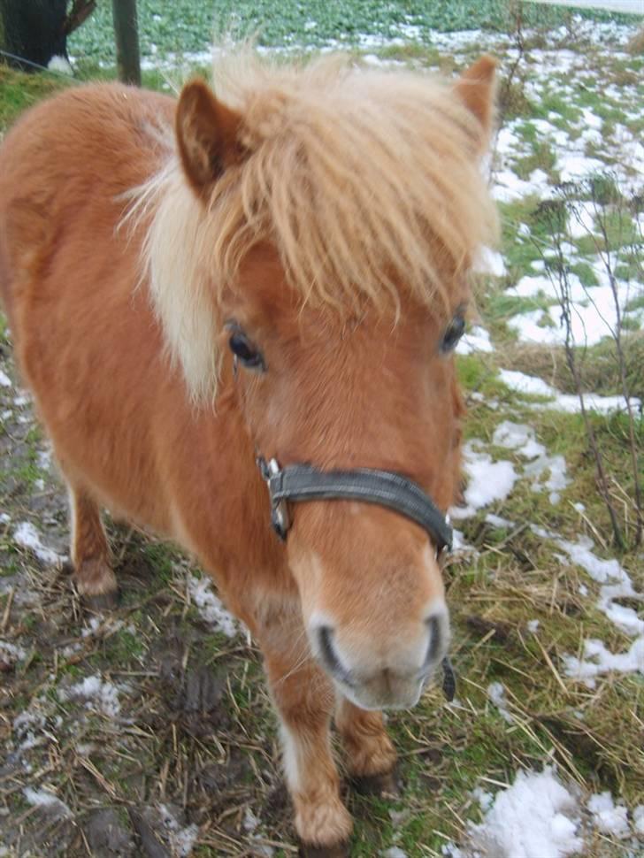 Shetlænder Mosbækmindes Samuel SOLGT billede 16