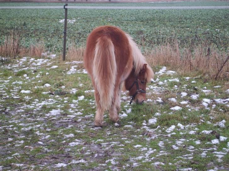 Shetlænder Mosbækmindes Samuel SOLGT billede 17