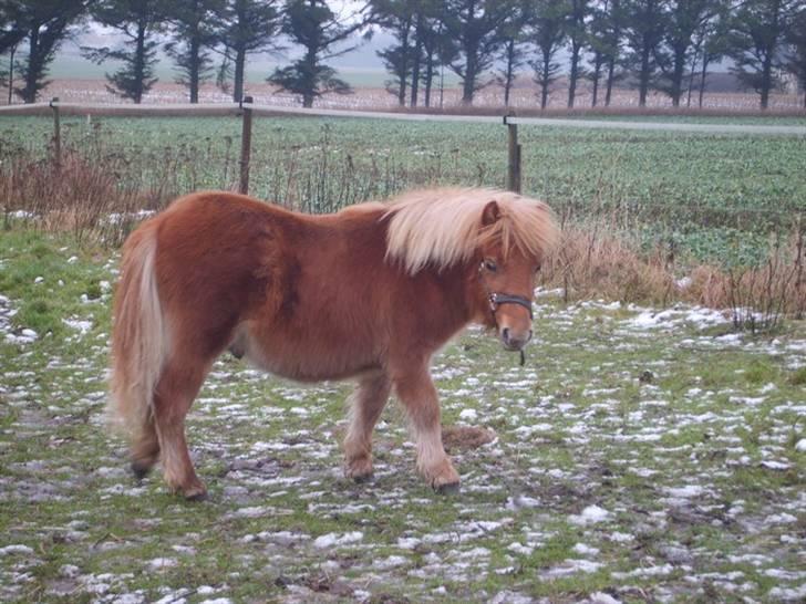 Shetlænder Mosbækmindes Samuel SOLGT billede 18