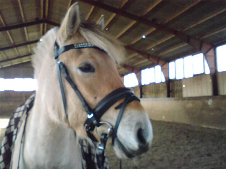 Fjordhest Solhøjgårds Frej  - frejs skønne hoved * billede 2