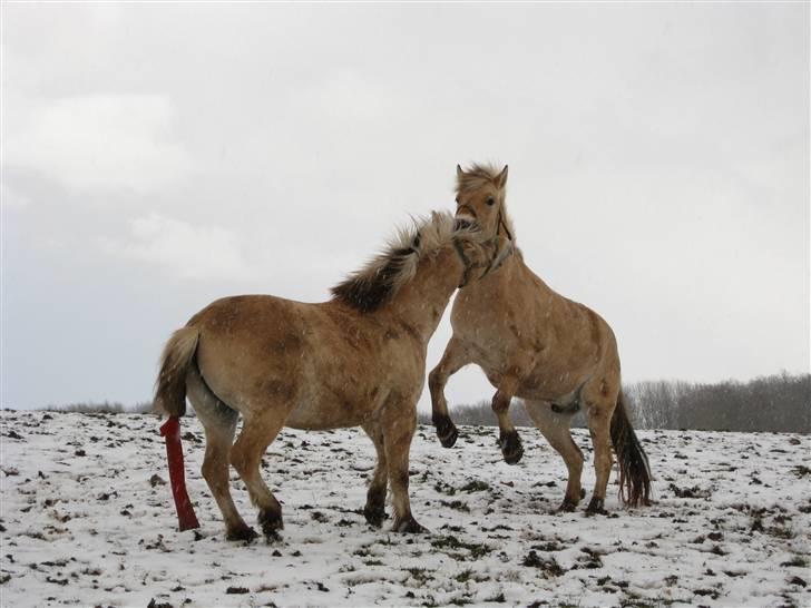 Fjordhest Felix -solgt billede 16