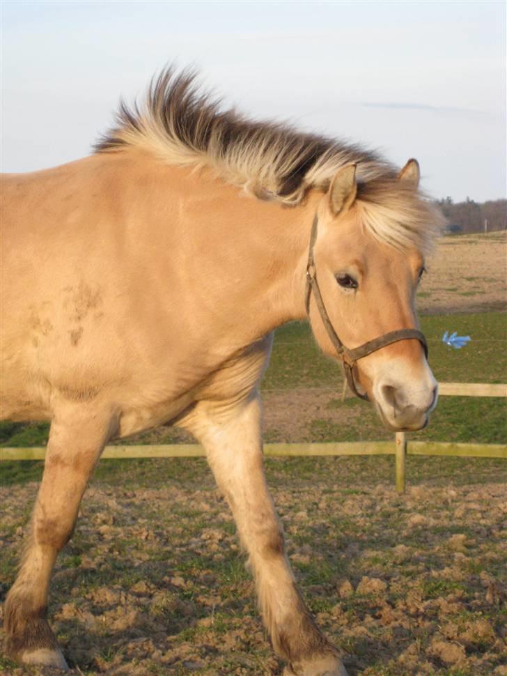 Fjordhest Felix -solgt billede 17