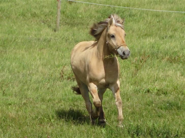 Fjordhest Felix -solgt billede 18