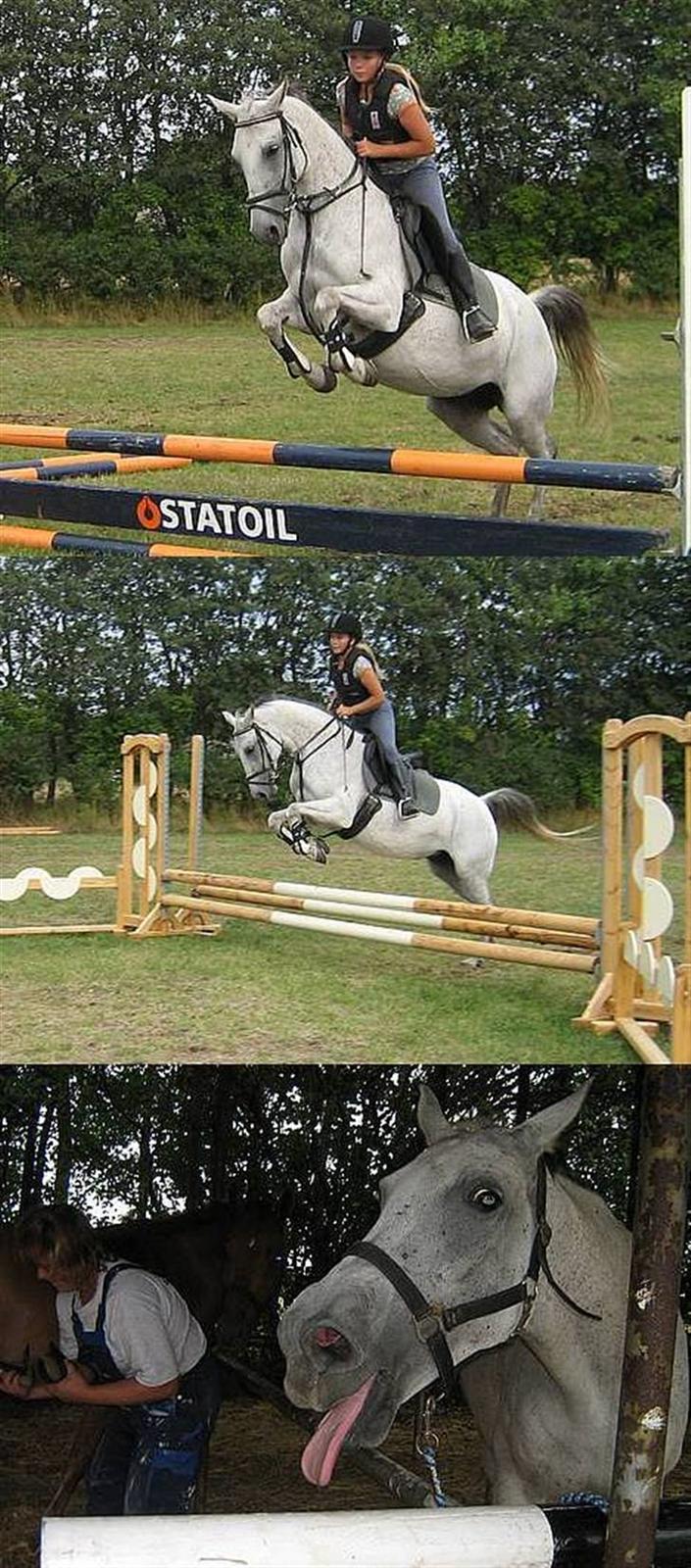 Anden særlig race Juwel | SOLGT| - Foto: Annika Mørum billede 12