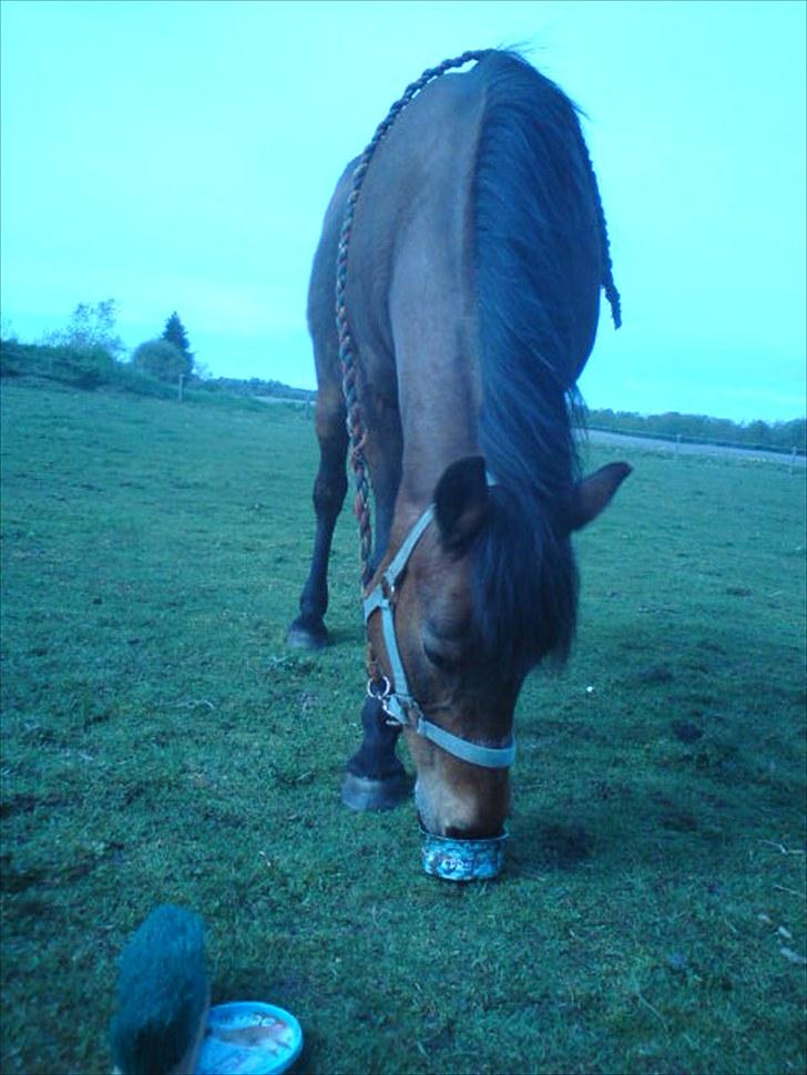 New Forest Brune (Pensioneret)  - 19. *NYT* Mmhm det er nu en go´ sliksten du har Julie (:  billede 19