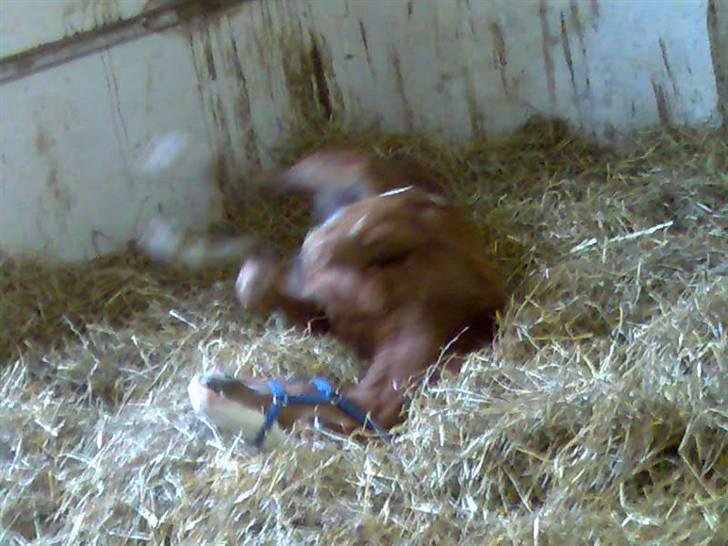 Anden særlig race Robin- SOLGT - hehe..en lille rulletur, må der gerne være plads til:) billede 8