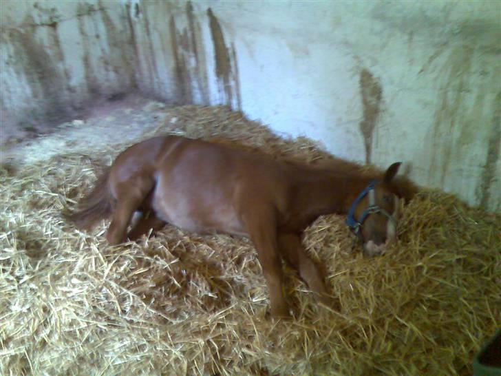 Anden særlig race Robin- SOLGT - snork sover..:D billede 13