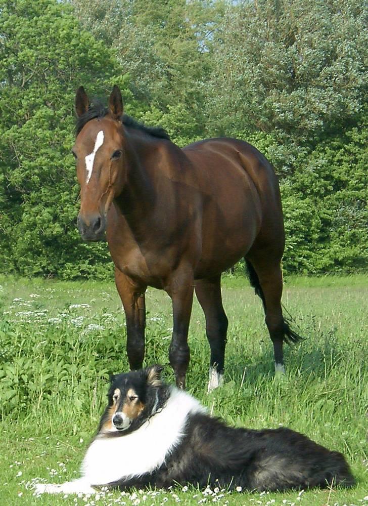Traver Seiko Badger - - Seiko og hans bedste ven Pondus..!! billede 4